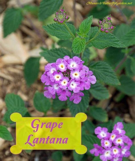 Trailing Lantana Camara Plant 'Luscious Grape'