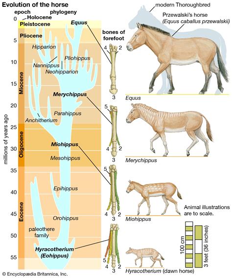 Evolution - Convergent, Parallel, Adaptation | Britannica