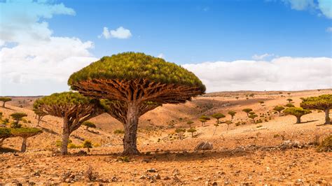 «socotra» HD Wallpapers