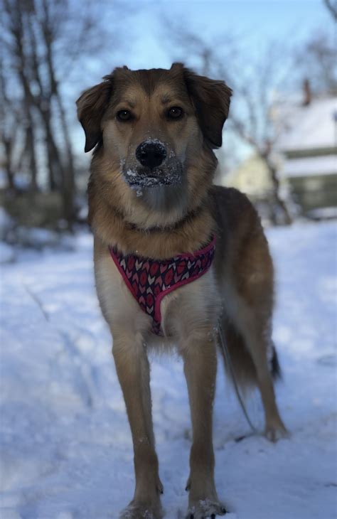 a dog is standing in the snow wearing a bandana and looking at the camera