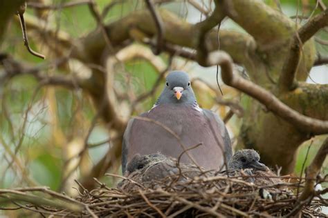 Wood pigeon nest