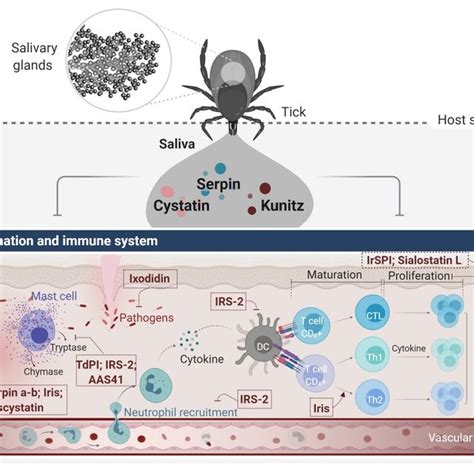 The mechanism-based classification of protease inhibitors. (a)... | Download Scientific Diagram