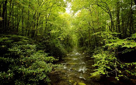 Green Forest Backgrounds - Wallpaper Cave