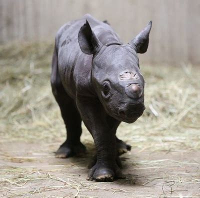 Conservation Biology and The Black Rhino