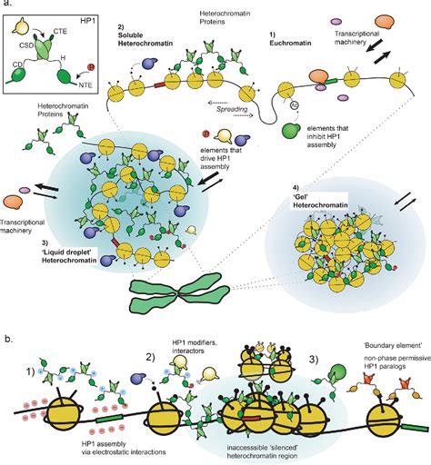 Figure 1 from The Role of Phase Separation in Heterochromatin Formation ...