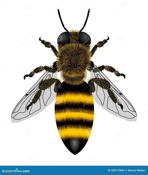 Macro Drawing of a Bee with Transparent Wings Isolated on White Stock ...