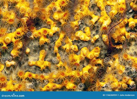 Caribbean Coral Reef Gorgonian Coral Stock Image - Image of fish, marine: 116636959