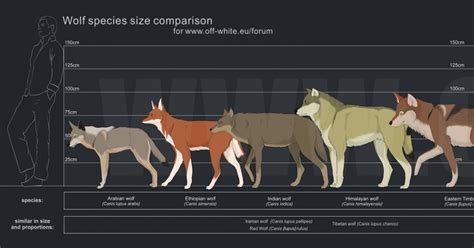 Wolf Human Size Comparison Chart