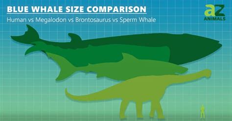 Giant Squid vs Blue Whale: Comparing Two Giants - Wiki Point