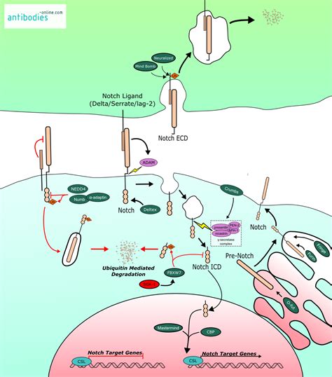 Notch Signaling | www.antibodies-online.com