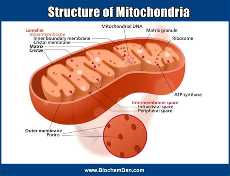 What is Mitochondria in Biological Sciences