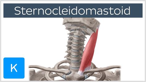 Sternocleidomastoid Muscle: Function & Anatomy - Human Body | Kenhub ...