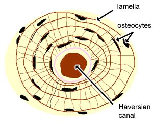 Compact Bone Histology Diagram