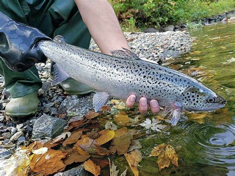 Atlantic salmon stocked in Naugatuck River - Connecticut Post