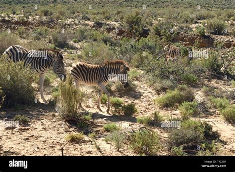 Zebra on plains of Africa Stock Photo - Alamy