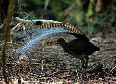 Did you know: The Lyrebird Imitates Sounds? 🎥