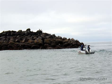 Lingcod Jetty Fishing in Washington