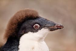 Penguin Feathers - A Penguin's World