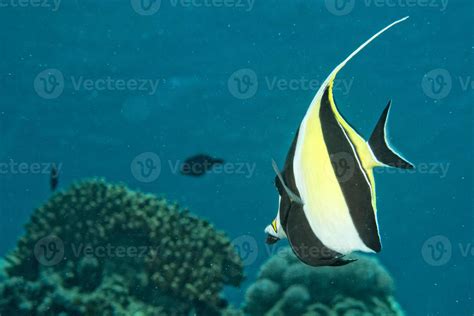 Moorish idol fish 12219187 Stock Photo at Vecteezy