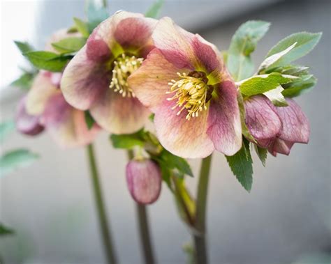 How to grow Hellebores | Winter flowers, Fertilizer for plants, Plants ...