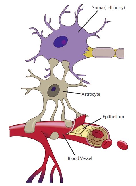 GLIAL CELLS