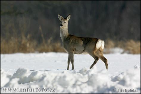 Capreolus capreolus Pictures, Roe Deer Images, Nature Wildlife Photos | NaturePhoto