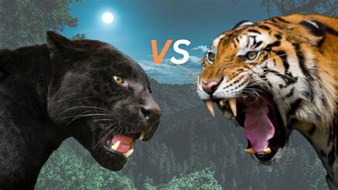 Black Panther VS Tiger- Black Jaguar Leopard VS Tiger Fight. - YouTube