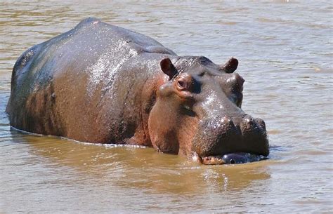 Hippopotamus Spirit Animal Totem Meaning: The Processing Of Emotions ...