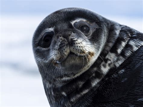 Weddell Seal Full Body