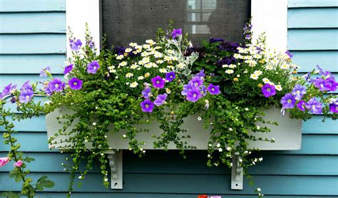 15 Gorgeous Flowering Window Box Ideas for Spring