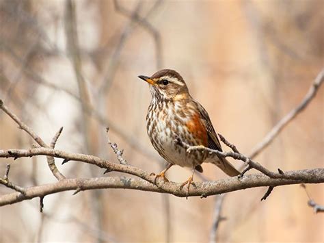 Redwing | Bird Identification Guide | Bird Spot