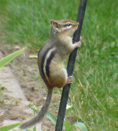 Siberian Chipmunk – Tamias Sibiricus - Ground Mammals