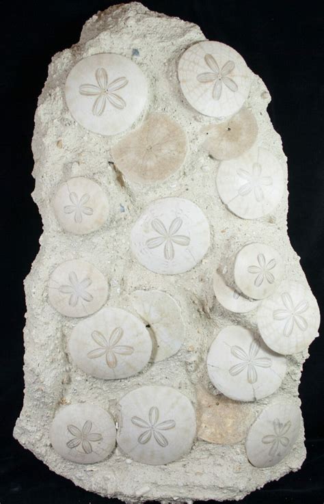 Spectacular Fossil Sand Dollar Cluster - 20" Tall For Sale (#8979) - FossilEra.com