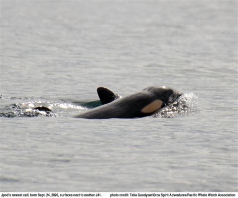 Second orca calf born to endangered J-Pod - BC News - Castanet.net