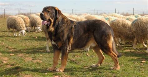 Spanish Mastiff - A-Z Animals