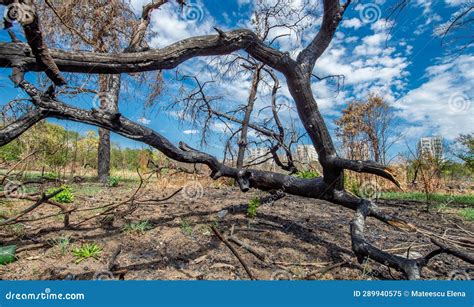 Burnt trees in the park stock image. Image of titan - 289940575