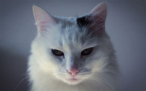 Cat HD Wallpapers 1080p (64+ images)