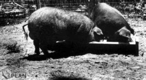 Poland China Pig: The History of the American Breed | Farming Plan