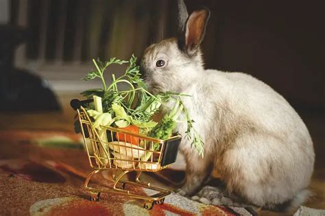 What To Feed Rabbits | What To Feed Baby Rabbits