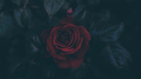 HD wallpaper: Dark, flowers, leaves, petals, Red Flowers, rose ...