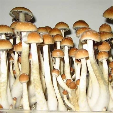 Golden Teacher Magic Mushroom: Facts You Need To Know