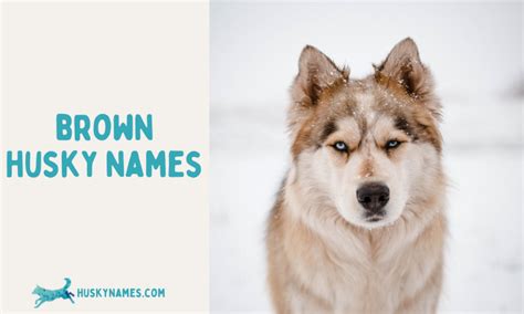 Brown Husky Names - Husky Names