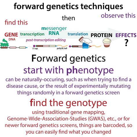 Gene Mapping Techniques - kawevqleather