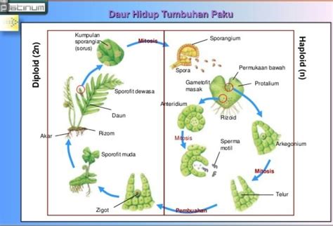 Siklus Hidup Tumbuhan