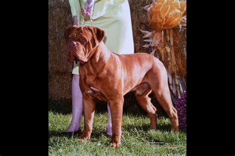 Dogue De Bordeaux Puppies For Sale