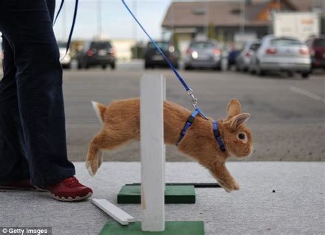 Hop to it: Rabbit showjumping enjoys rise in popularity as a spectator ...