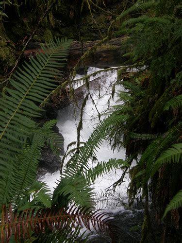 Lake Quinault Rain Forest Area, WA | Waterfall in the Rain F… | Flickr