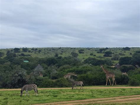 Eastern Cape Safari