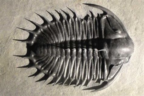 Phanerozoic Eon Facts: The Current Eon In The Geologic Time Scale