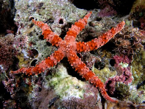 File:Starfish red komodo.jpg - Wikipedia
